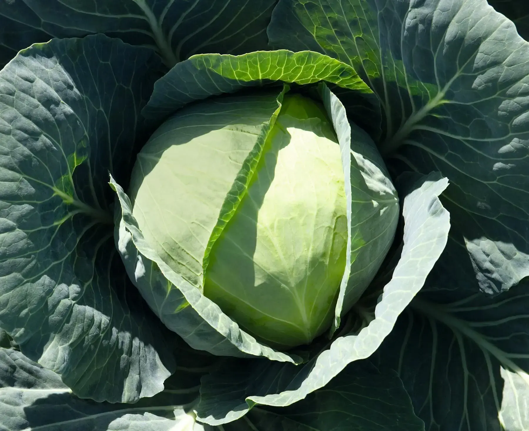 Cabbage Bronco F1