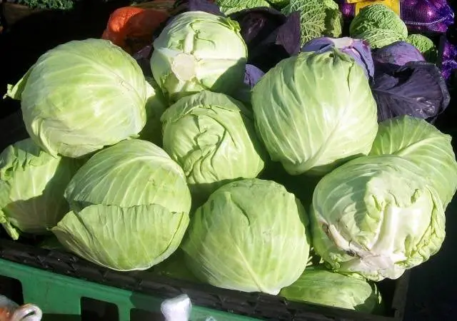 Cabbage Gloria F1