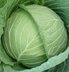 Cabbage Gloria F1