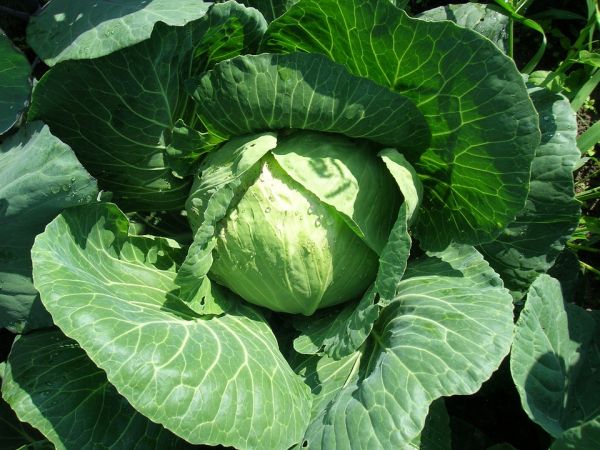 Cabbage Golden hectare 1432: characteristics, reviews and photos