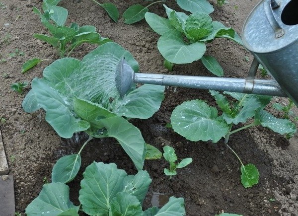 Cabbage Golden hectare 1432: characteristics, reviews and photos