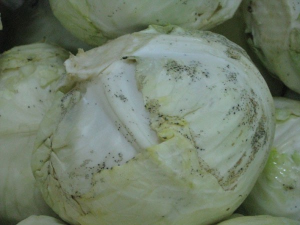 Cabbage Golden hectare 1432: characteristics, reviews and photos