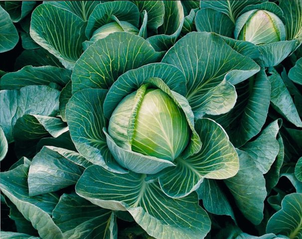 Cabbage Hurricane: description, planting and care, reviews