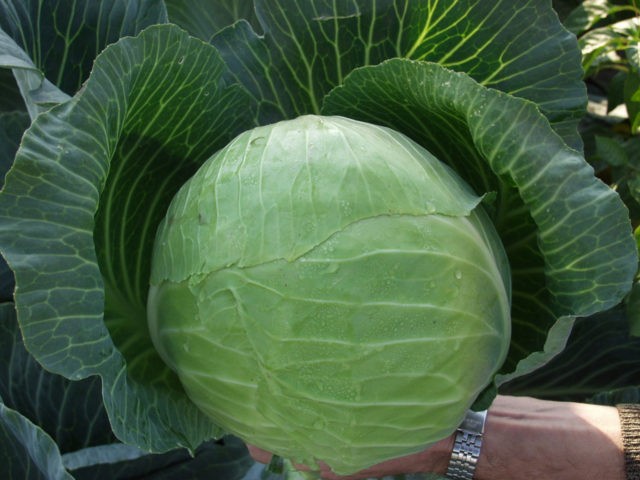 Cabbage Hurricane: description, planting and care, reviews