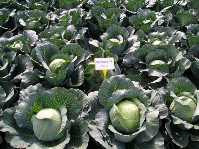 Cabbage Hurricane: description, planting and care, reviews