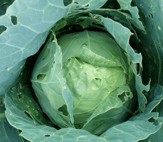 Cabbage in a hole: how to process, what to do, the reason