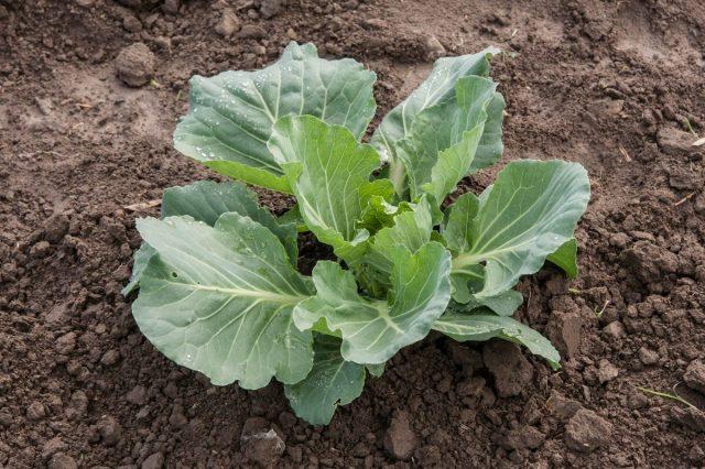 Cabbage is not tied in a head: what to do, reasons