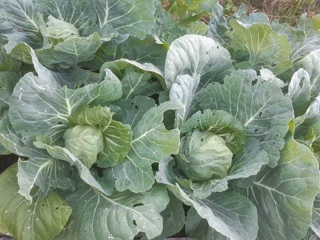 Cabbage is not tied in a head: what to do, reasons