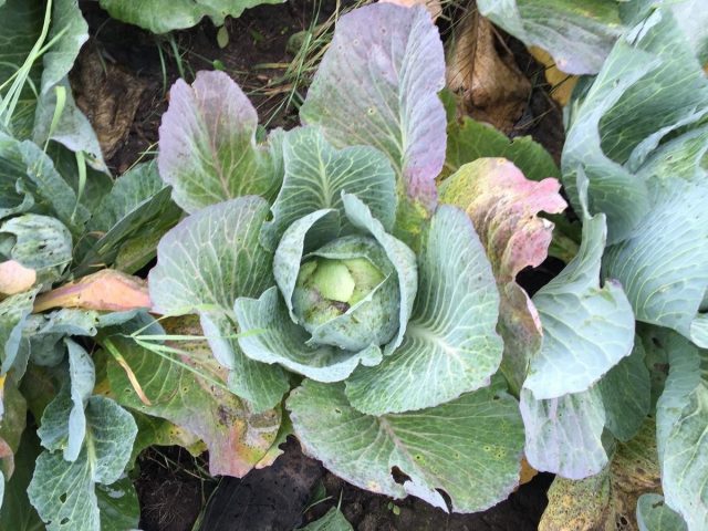 Cabbage is not tied in a head: what to do, reasons