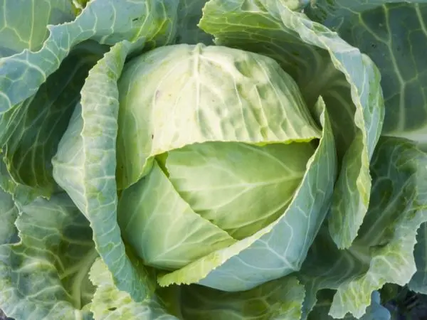 Cabbage Kazachok: variety description, photos and reviews