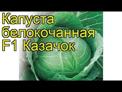 Cabbage Kazachok: variety description, photos and reviews