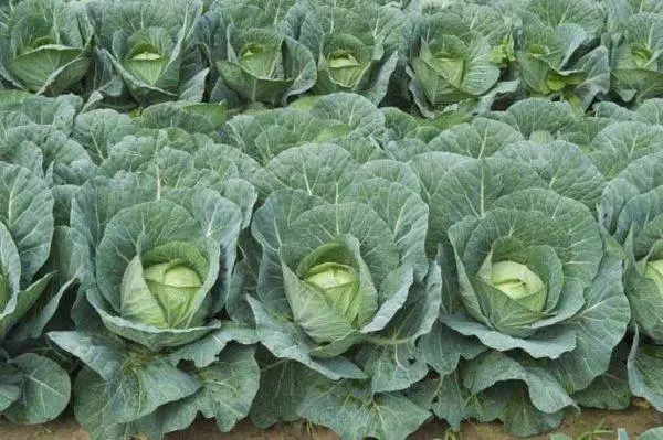 Cabbage Kolobok