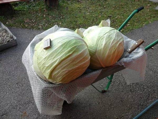 Cabbage Kolobok