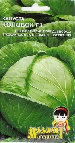 Cabbage Kolobok