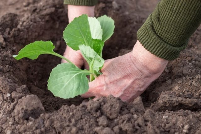 Cabbage Koza-Dereza: reviews, photos and description