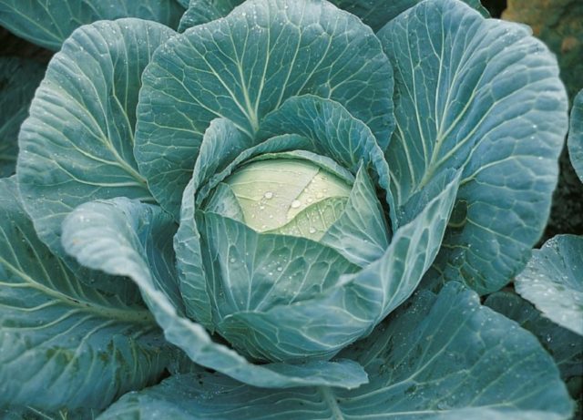 Cabbage Krautkaiser: characteristics, reviews and photos