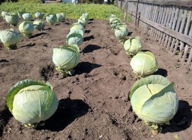 Cabbage Krautkaiser: characteristics, reviews and photos