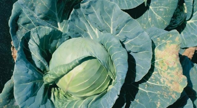 Cabbage Krautkaiser: characteristics, reviews and photos