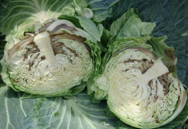 Cabbage Krautkaiser: characteristics, reviews and photos