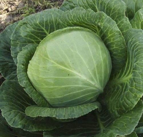 Cabbage Krautman: variety description, planting and care, reviews