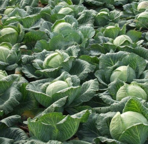 Cabbage Krautman: variety description, planting and care, reviews