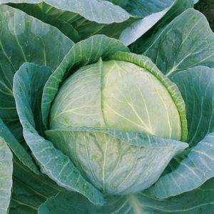 Cabbage Megaton F1