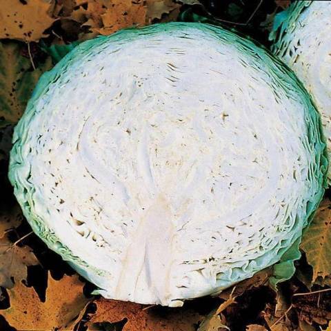 Cabbage Megaton F1