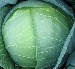 Cabbage Megaton F1