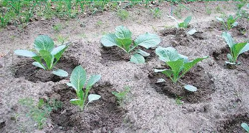 Cabbage Megaton F1