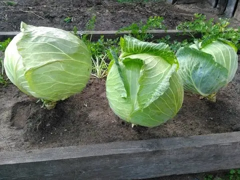 Cabbage Megaton F1