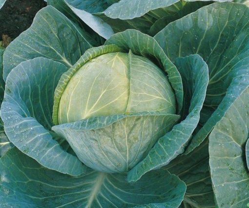 Cabbage Megaton F1