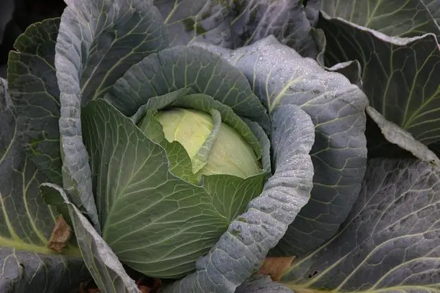 Cabbage Menzania: reviews, planting and care, yield