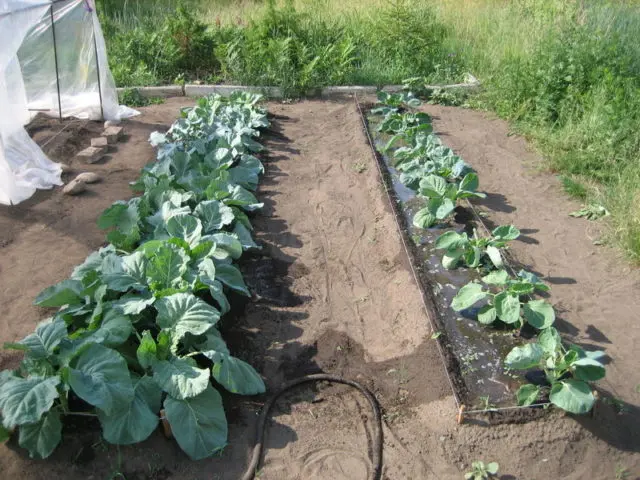 Cabbage Menzania: reviews, planting and care, yield