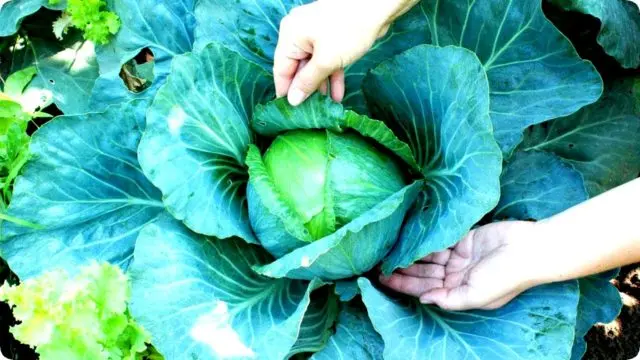 Cabbage Menzania: reviews, planting and care, yield