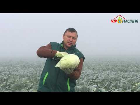 Cabbage Menzania: reviews, planting and care, yield