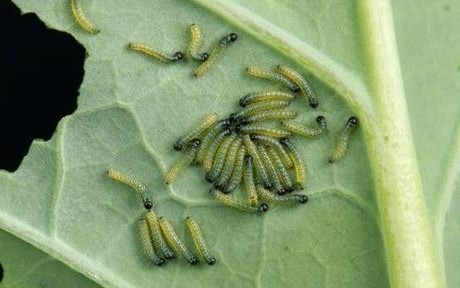 Cabbage moth: photo, folk and chemical methods of struggle