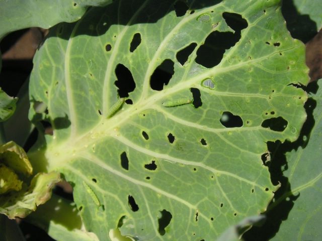 Cabbage moth: photo, folk and chemical methods of struggle