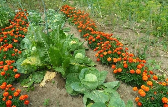 Cabbage moth: photo, folk and chemical methods of struggle