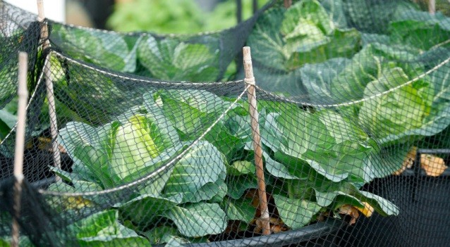 Cabbage moth: photo, folk and chemical methods of struggle