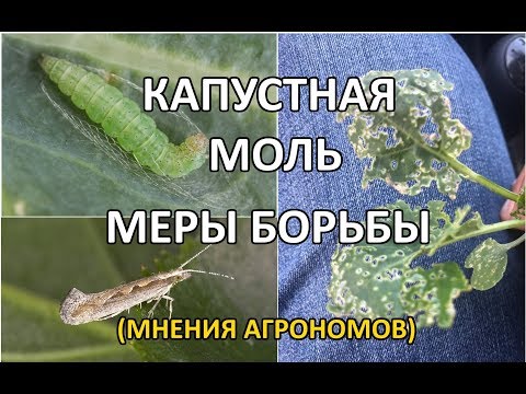 Cabbage moth: photo, folk and chemical methods of struggle