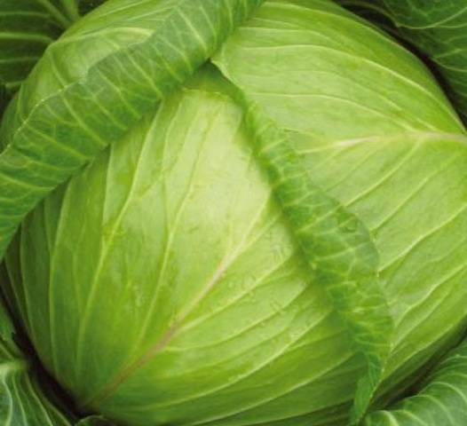 Cabbage Nadezhda: characteristics and description of the variety