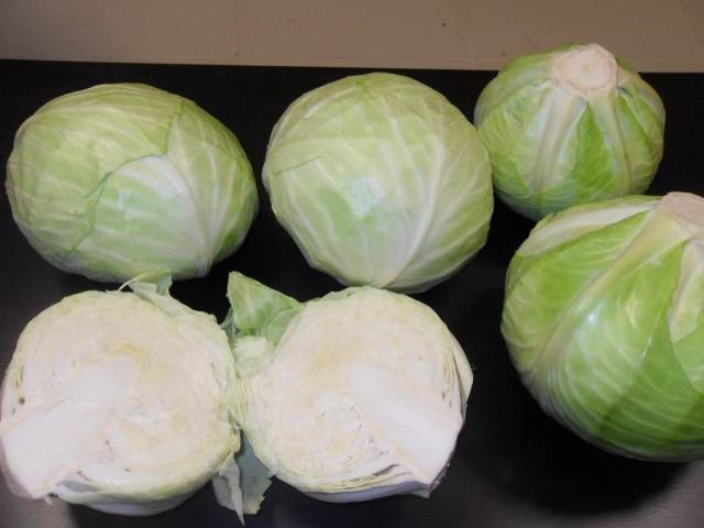 Cabbage Nadezhda: characteristics and description of the variety