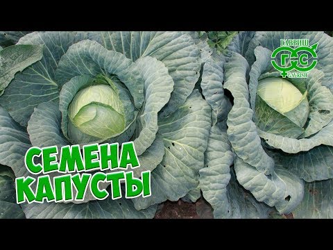 Cabbage Nadezhda: characteristics and description of the variety