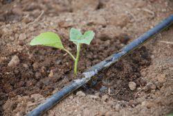 Cabbage Nadezhda: characteristics and description of the variety