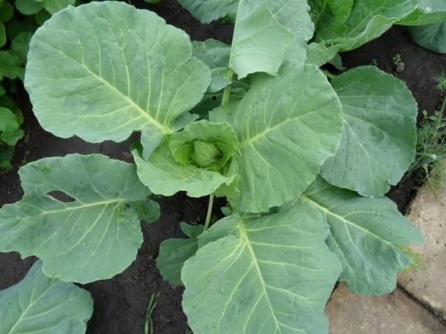 Cabbage Nadezhda: characteristics and description of the variety