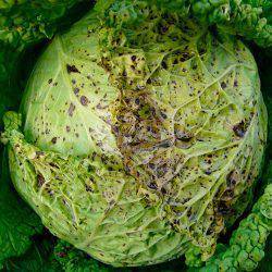 Cabbage Nadezhda: characteristics and description of the variety