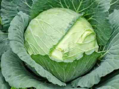 Cabbage Nadezhda: characteristics and description of the variety