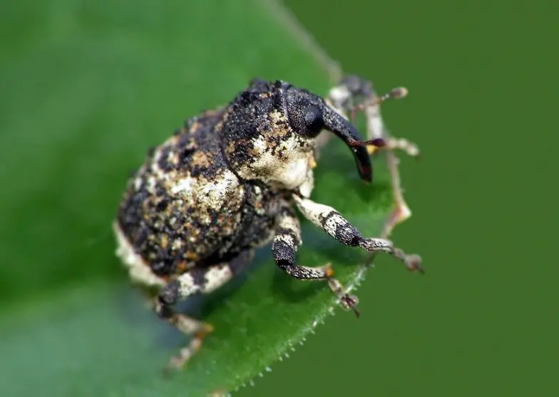 Cabbage pests: description and control methods