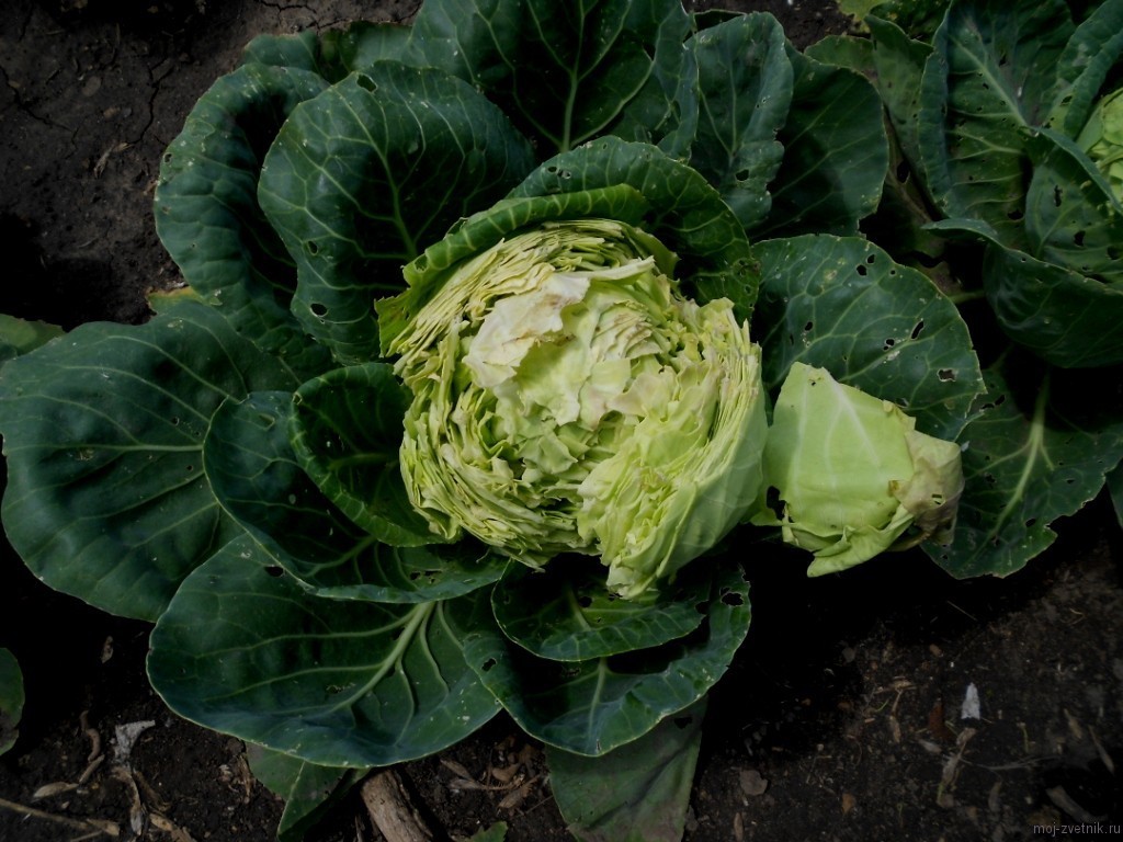 Cabbage pests: description and control methods