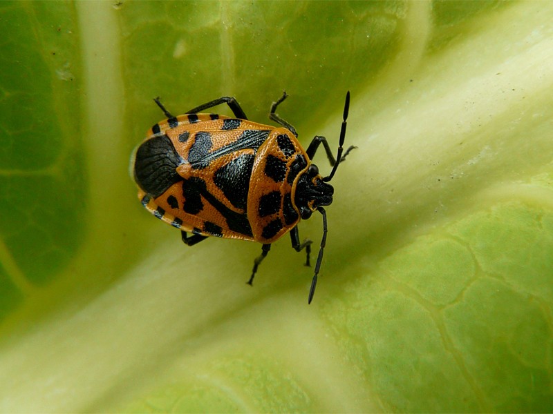 Cabbage pests: description and control methods